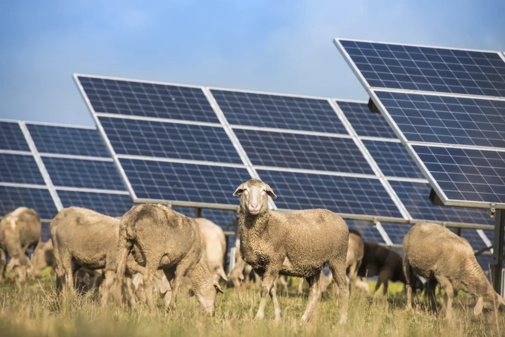 Schafe grasen auf einer Wiese vor einer Reihe von Photovoltaikanlagen. Die Kombination von Viehhaltung und Solaranlagen auf Agrarflächen zeigt eine nachhaltige Nutzung von landwirtschaftlichen Flächen zur Energiegewinnung durch Repowering von Photovoltaikanlagen.