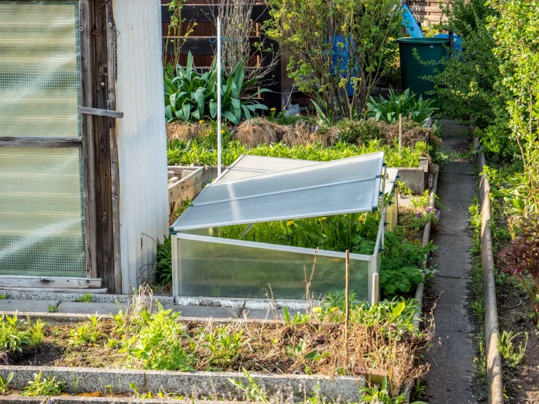 Frühbeet in einem Garten mit aufklappbarer Abdeckung zur Anzucht von Pflanzen. Das Beet ist inmitten eines grünen Gartens platziert und bietet jungen Pflanzen Schutz und Wärme, um das Wachstum in der frühen Saison zu fördern.