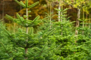 Junge Tannenbäume in einer Baumplantage, dicht aneinander in einer natürlichen Umgebung gepflanzt. Die grünen Nadeln und die symmetrischen Äste der Tannen deuten auf verschiedene Arten hin, die als Weihnachtsbäume kultiviert werden.