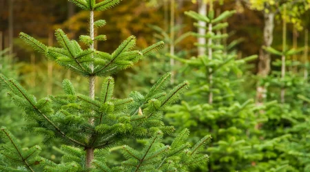 Junge Tannenbäume in einer Baumplantage, dicht aneinander in einer natürlichen Umgebung gepflanzt. Die grünen Nadeln und die symmetrischen Äste der Tannen deuten auf verschiedene Arten hin, die als Weihnachtsbäume kultiviert werden.