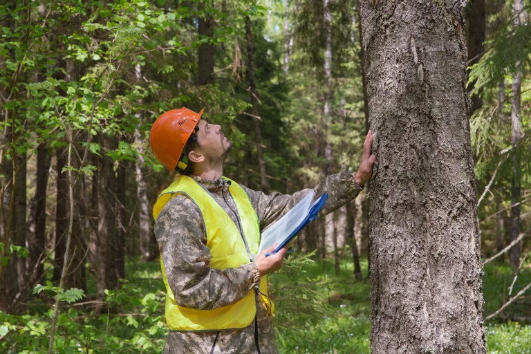 Baumgutachter betrachtet einen Baum im Wald und tastet die Rinde des Stammes ab.