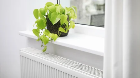 Grüne Topfpflanze auf einer weißen Fensterbank über einem weißen Heizkörper.