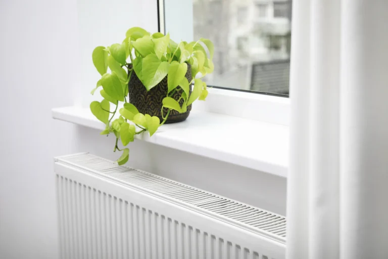 Grüne Topfpflanze auf einer weißen Fensterbank über einem weißen Heizkörper.