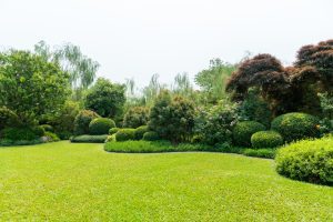 Gepflegte Rasenfläche in einem üppigen Garten mit kunstvoll geschnittenen Sträuchern und verschiedenen Bäumen im Hintergrund. Die grüne Wiese ist frisch gemäht und von geschwungenen Beeten mit dichter Bepflanzung umrahmt.