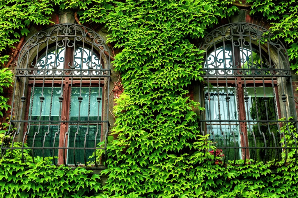 Zwei historische Fenster mit verzierten schmiedeeisernen Gittern an einer mit dichtem, grünem Efeu bewachsenen Fassade. Die Fenster haben einen Rundbogen und sind von rotem Backstein umgeben. Ein kleines Blumenkästchen mit roten Blumen steht auf dem Fenstersims.