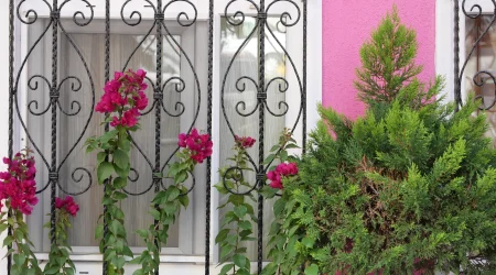 Ein verziertes schwarzes Fenstergitter mit geschwungenen Ornamenten schützt ein weiß gerahmtes Fenster. Vor dem Fenster ranken sich pink blühende Bougainvillea-Pflanzen empor. Die Fassade des Gebäudes ist in einem kräftigen Rosa gestrichen. Rechts im Vordergrund steht ein grüner, buschiger Strauch.
