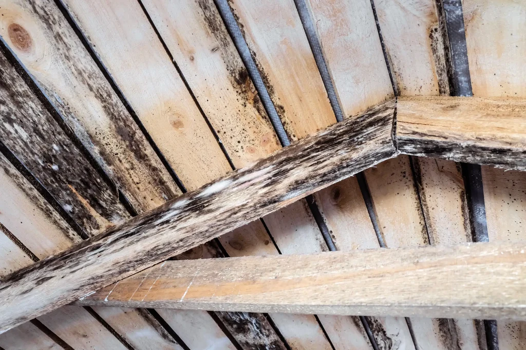Deckenansicht mit Holzverkleidung und starkem Schimmelbefall an Brettern und Balken.