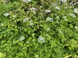 Ausbreitungsfreudiger Giersch (Aegopodium podagraria) mit weißen Doldenblüten und gezähnten grünen Blättern in einem Gartenbeet; typische Wildpflanze mit hohem Wuchspotenzial.