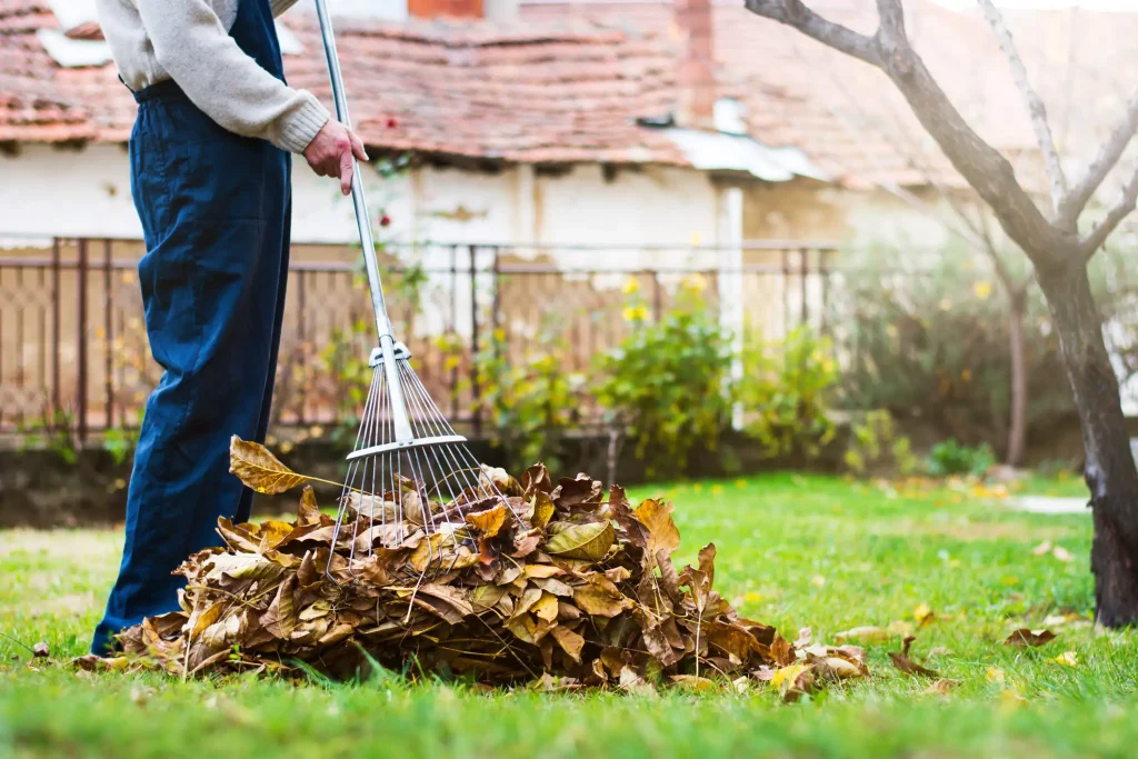 Person harkt Herbstlaub mit einem Rechen im Garten zusammen. Eine manuelle Laubbeseitigung auf einer gepflegten Rasenfläche.