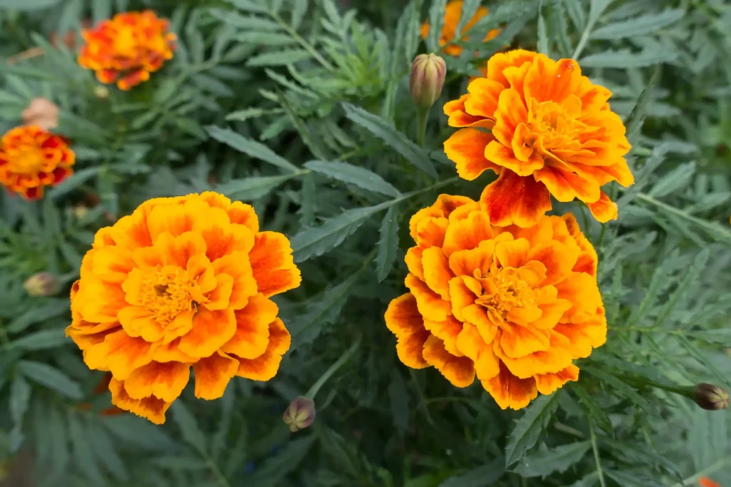 Leuchtend orange-gelbe Blüten der Tagetes (Studentenblume) mit gefiedertem, grünem Laub im Hintergrund; Nahaufnahme im Gartenbeet.