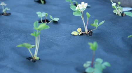 Mehrere junge Erdbeerpflanzen wachsen durch Öffnungen in schwarzem Unkrautvlies auf einem bepflanzten Beet.