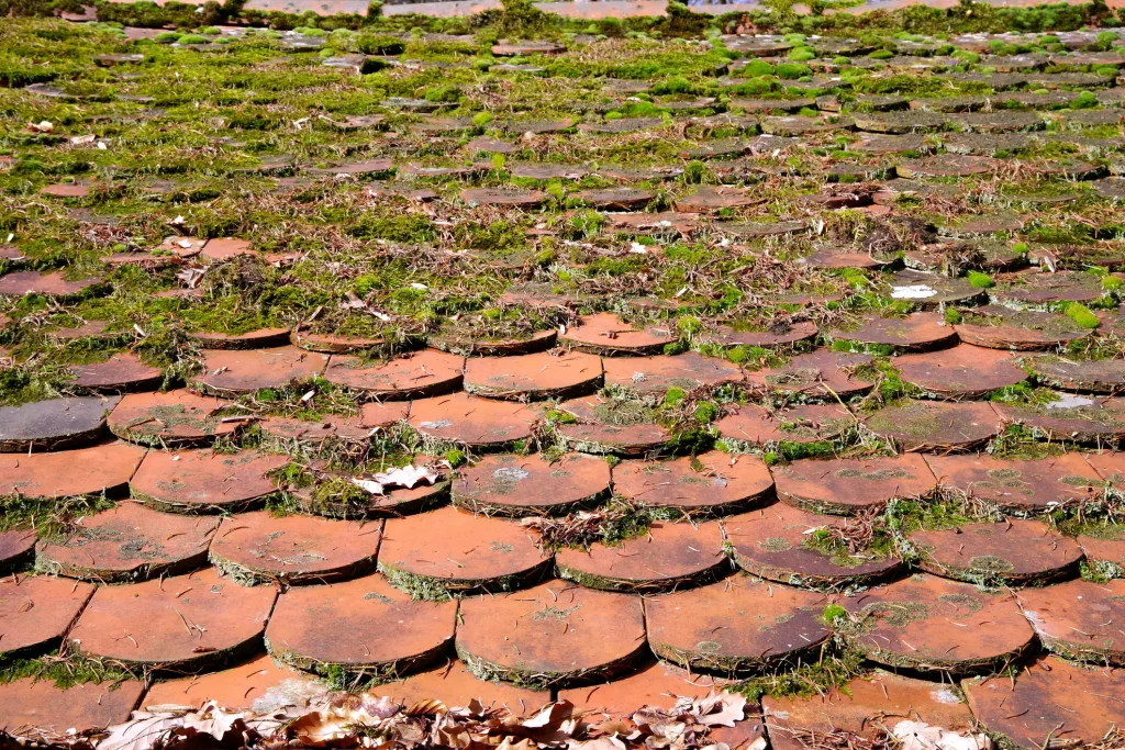 Dachfläche mit runden, ziegelroten Biberschwanzziegeln, dicht bedeckt mit Moos, Flechten und trockenen Blättern.