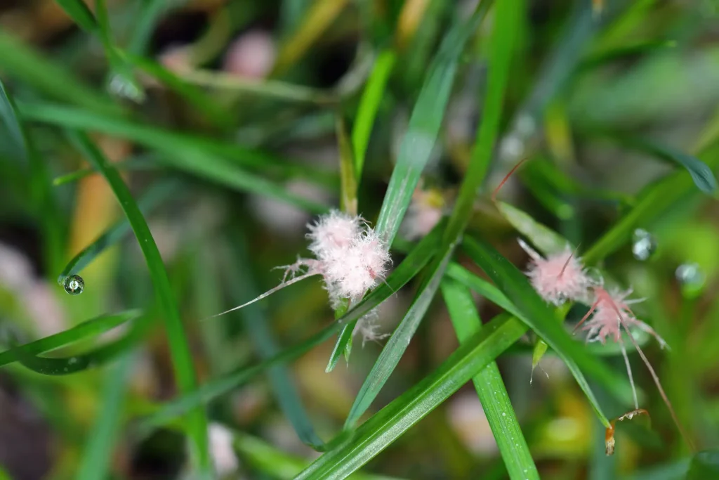 Rosafarbenes, watteartiges Myzel von Laetisaria fuciformis, dem Erreger der Rotfadenkrankheit, zwischen feuchten Grashalmen auf einer Rasenfläche.