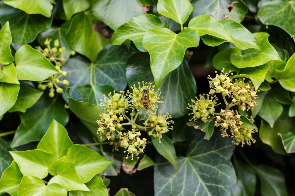 Nahaufnahme von blühendem Efeu (Hedera helix) mit einer Wespe auf den gelbgrünen Blüten, umgeben von dichten, grünen Efeublättern.