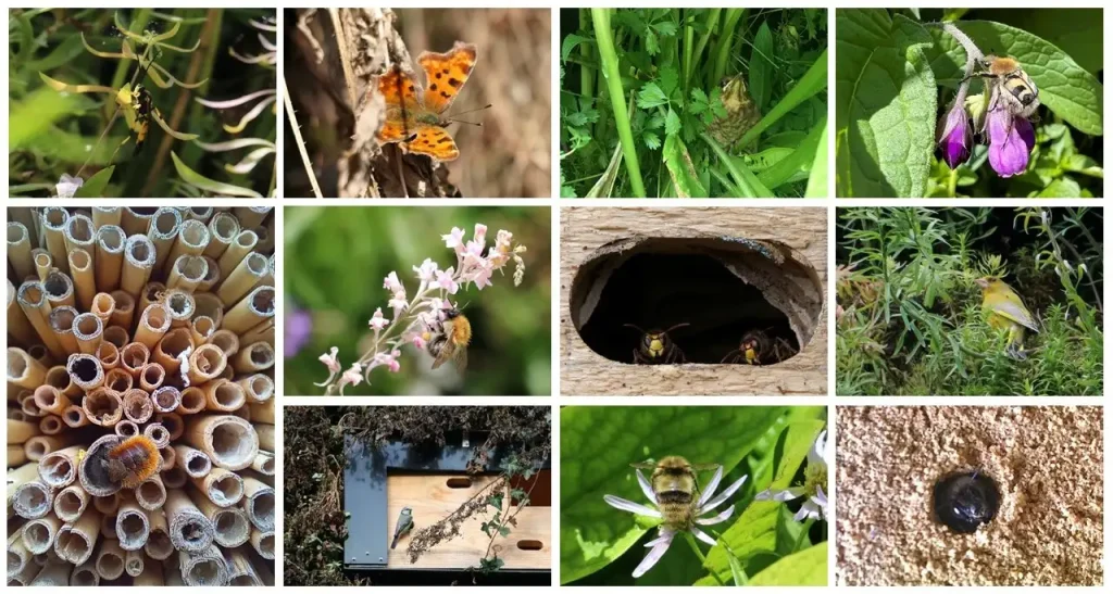 Collage mit Wildbienen Nisthilfe Blüten und verschiedenen Insekten bei einer Fassadenbegrünung.
