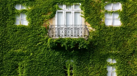 Begrünte Hausfassade mit dichtem, grünem Efeu, einem weißen Sprossenfenster und schmiedeeisernem Balkongeländer.
