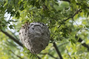 Ein großes, papierartiges Hornissennest hängt an einem Ast, umgeben von den grünen Blättern eines Baumes.