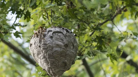 Ein großes, papierartiges Hornissennest hängt an einem Ast, umgeben von den grünen Blättern eines Baumes.