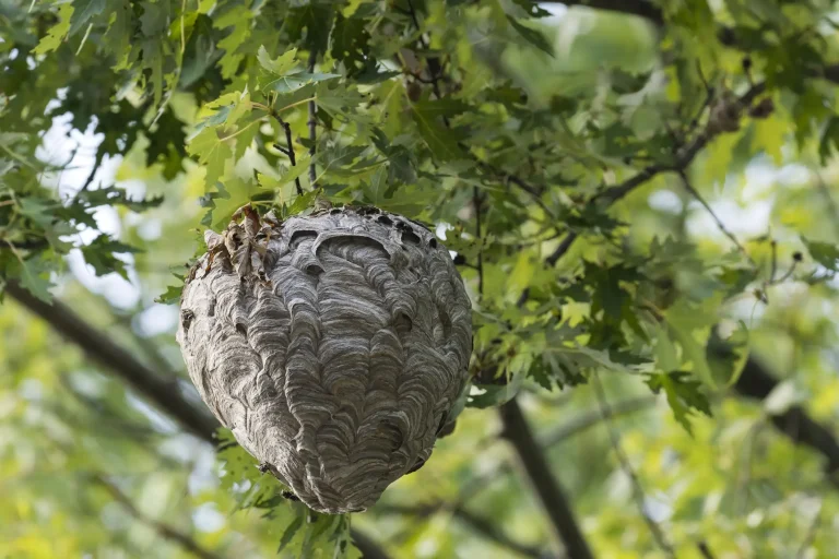 Ein großes, papierartiges Hornissennest hängt an einem Ast, umgeben von den grünen Blättern eines Baumes.