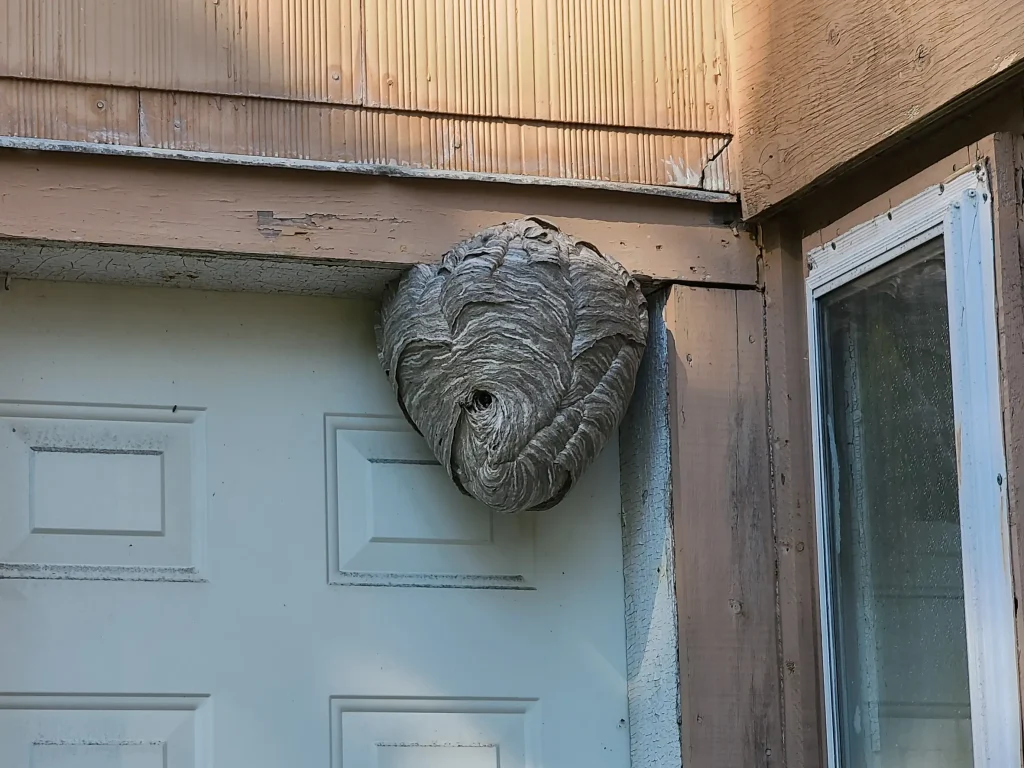 Großes papierartiges Hornissennest in einer Gebäudeecke über einer Haustür, typischer Nistplatz für Insekten an Hausfassaden.