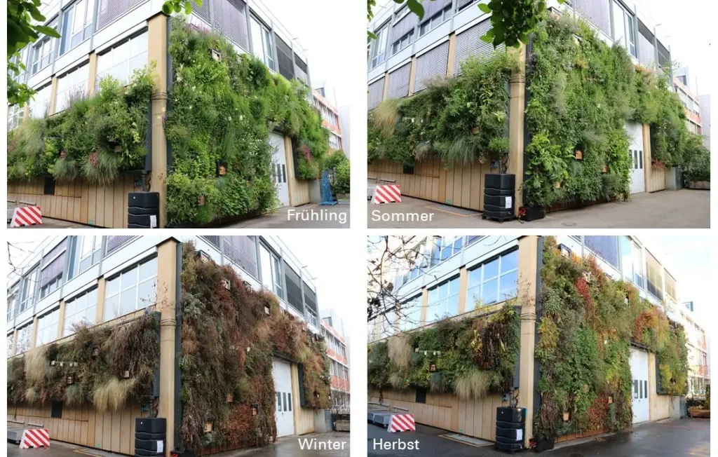 Jahresverlauf des Projekts Klimawand des Instituts für Akustik und Bauphysik der Universität Stuttgart. Zu sehen ist eine wandgebundene Fassadenbegrünung im Frühling, Sommer, Herbst und Winter.