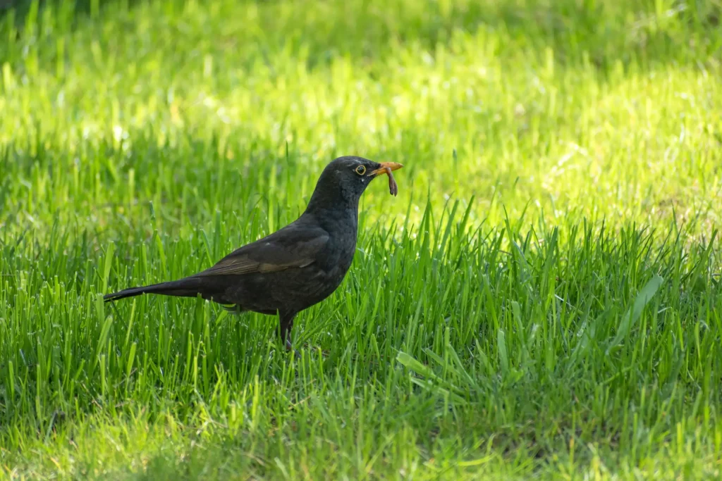 Eine Amsel steht auf einer grünen Rollrasenfläche. Im Schnabel hält sie einen Regenwurm.