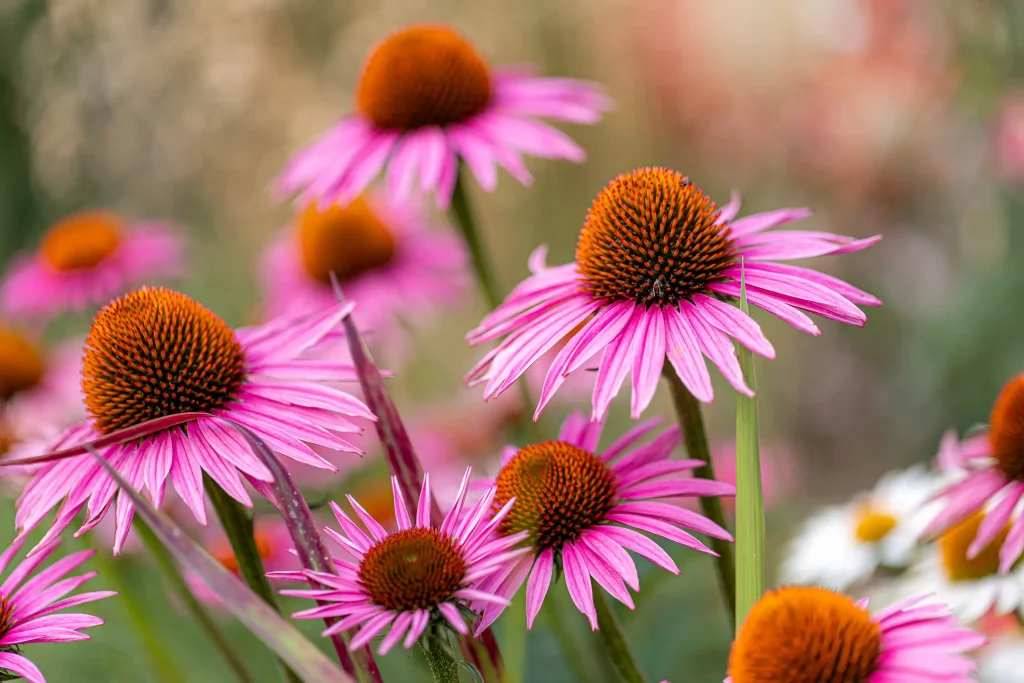 Nahaufnahme von rosa Purpur‑Sonnenhut (Echinacea) mit orange‑braunen, kegelförmigen Blütenköpfen und zarten rosa Blütenblättern vor unscharfem grünem Gartenhintergrund.