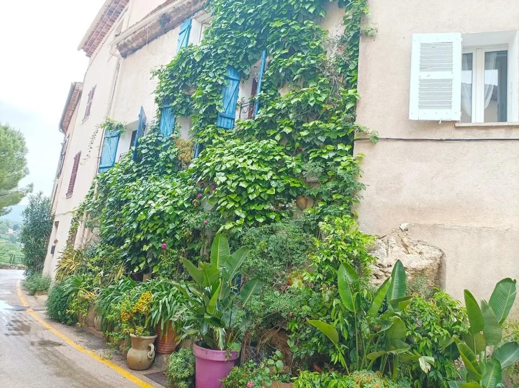 Troggebundene Fassadenbegrünung an einem Haus mit hellen Mauern und blauen Fensterläden, grüne Kletterpflanzen wachsen aus Pflanztrögen und bedecken die Fassade.
