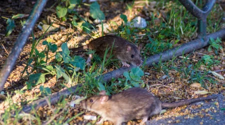 Zwei Ratten in der Stadt die unter einem Zaum sitzen.
