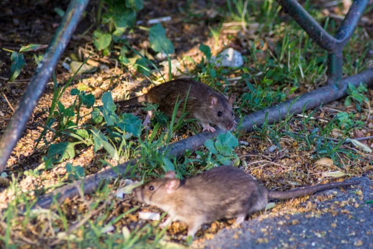 Zwei Ratten in der Stadt die unter einem Zaum sitzen.