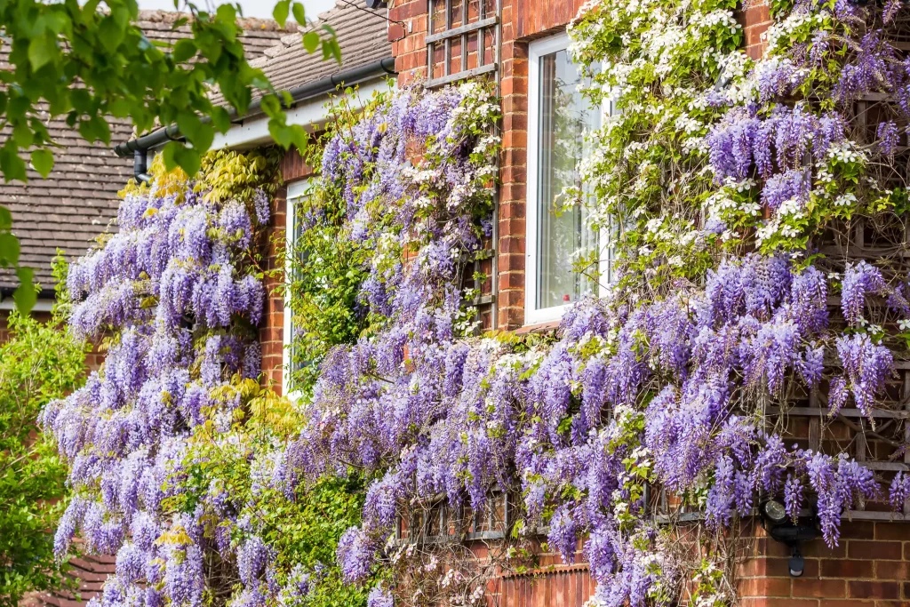 Backsteinfassade mit bodengebundener Fassadenbegrünung durch blühenden Blauregen (Wisteria) mit lila und weißen Blütentrauben.