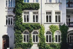 Ein mit einer bodengebundenen Fassadenbegrünung bepflanzter, weißer Altbau mit Jugendstil-Fenster.
