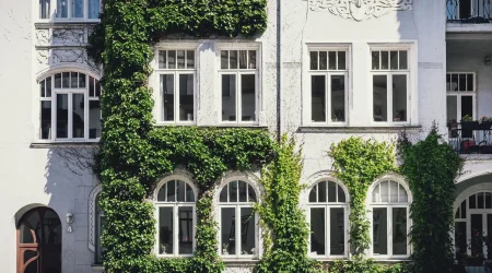 Ein mit einer bodengebundenen Fassadenbegrünung bepflanzter, weißer Altbau mit Jugendstil-Fenster.