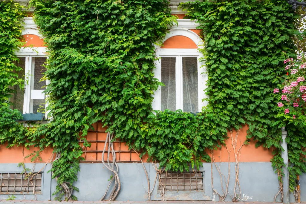 Fassade eines Hauses mit dichter, bodengebundener Begrünung aus Efeu, der über ein Rankgitter geführt wird.