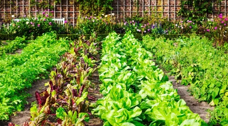 Gemüsegarten mit Reihen aus Kopfsalat und buntem Mangold, Beetbegrenzung durch Blumen und Backsteinmauer im Hintergrund.