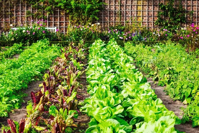 Gemüsegarten mit Reihen aus Kopfsalat und buntem Mangold, Beetbegrenzung durch Blumen und Backsteinmauer im Hintergrund.