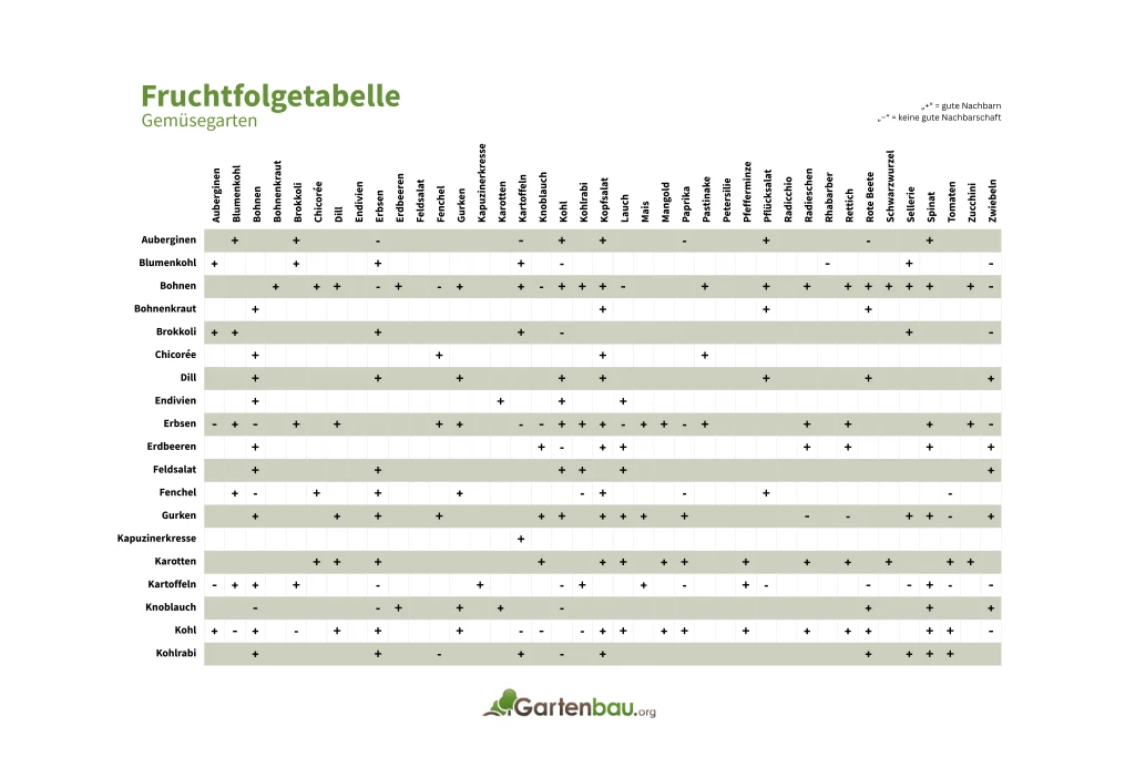 Eine Fruchtfolgetabelle für den Gemüsegarten, dargestellt als Matrix mit Gemüsesorten in den Zeilen und Spalten. In den Schnittpunkten sind „+“ für gute Nachbarschaft und „-” für ungünstige Kombinationen eingetragen. Beispiele: Bohnen vertragen sich gut mit Gurken, Salat und Tomaten, aber nicht mit Erbsen und Zwiebeln. Kartoffeln harmonieren mit Bohnen und Kohl, aber nicht mit Tomaten oder Knoblauch.