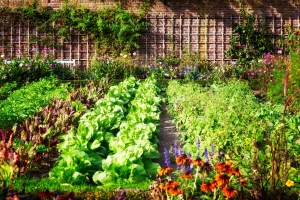 Gemüsebeet mit Reihen aus grünem Salat und Mangold in einem blühenden Garten mit bunten Blumen am Rand.