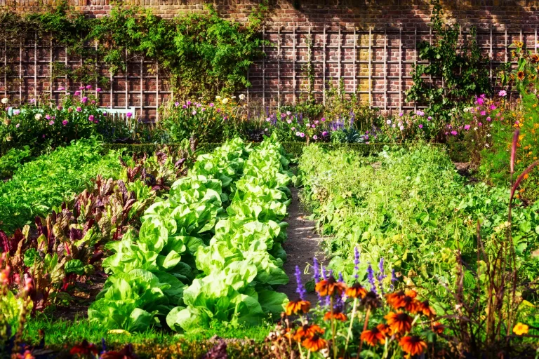 Gemüsebeet mit Reihen aus grünem Salat und Mangold in einem blühenden Garten mit bunten Blumen am Rand.