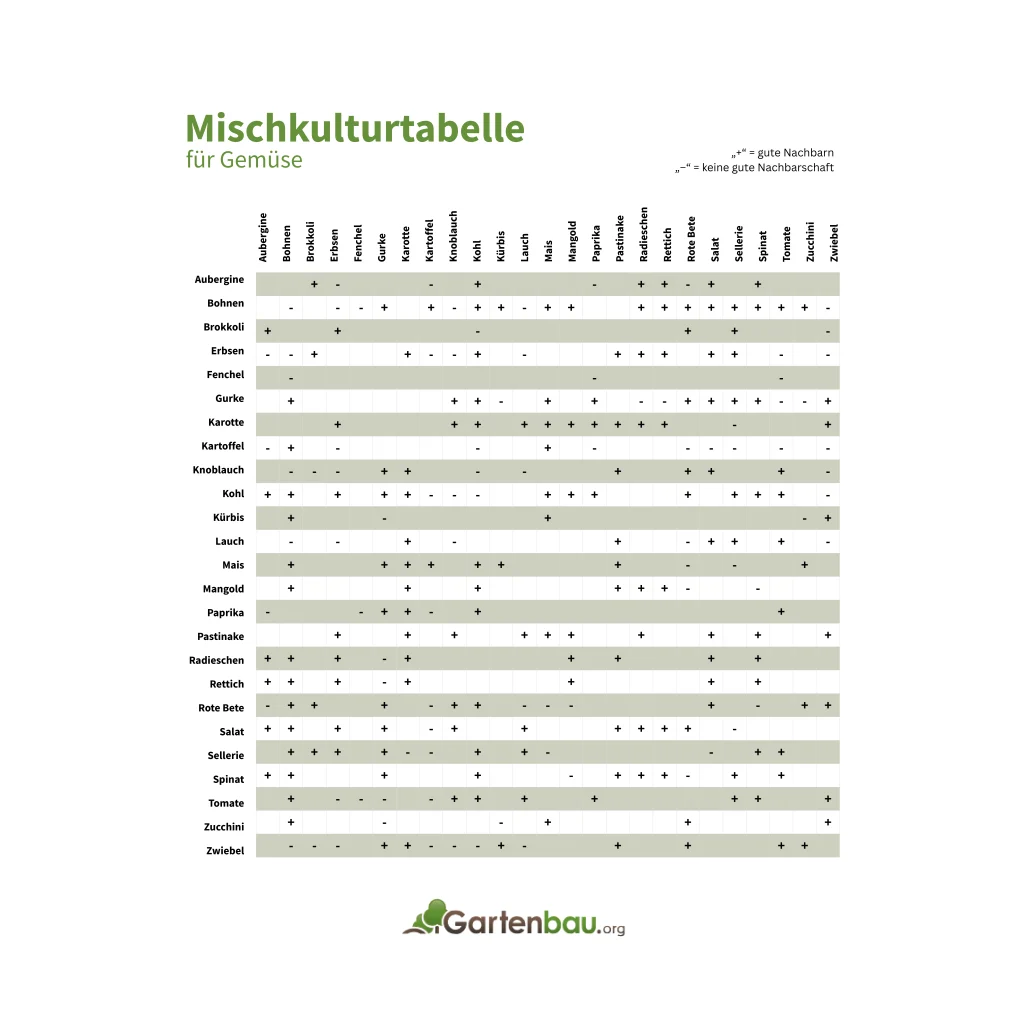 Mischkulturtabelle für Gemüse: Übersicht, welche Pflanzen gute Nachbarn sind, z. B. Bohnen mit Kohl oder Karotten mit Lauch, und welche Kombinationen nicht empfohlen werden.