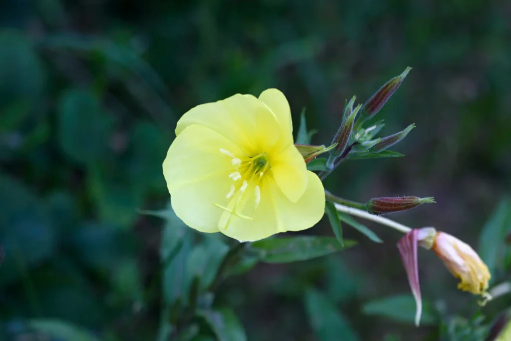 Gelbe Nachtkerzenblüte (Oenothera biennis) in Nahaufnahme mit Staubblättern und Knospen vor unscharfem, grünem Hintergrund.