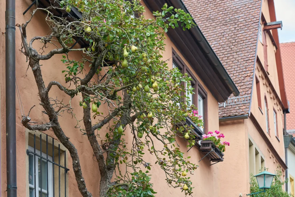 Obstbaum als bodengebundene Fassadenbegrünung, wächst mit reifen Birnen an der Fassade eines Wohnhauses entlang.