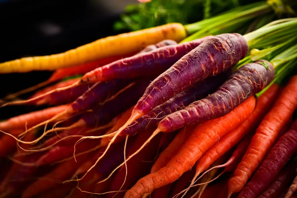 Frische bunte Karotten in verschiedenen Farben, darunter lila, orange und gelb, mit grünem Blattansatz.