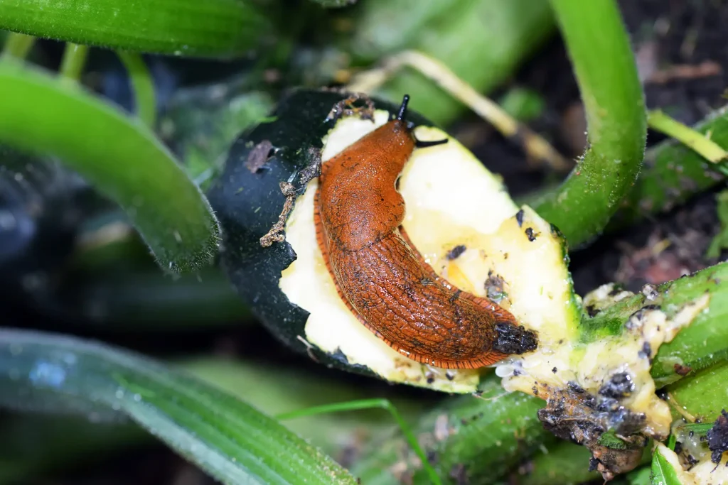 Rote Wegschnecke frisst an einer angebissenen Zucchini im Gemüsegarten und verursacht Fraßschäden an der Ernte.