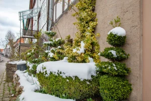 Winterliche Szene mit winterharten Kletterpflanzen an einer Hauswand. Die grün-gelb gefärbten Blätter der Kletterpflanze trotzen der Kälte und sind mit Schnee bedeckt. Daneben stehen formgeschnittene Sträucher, ebenfalls von einer Schneeschicht überzogen, die zeigen, wie robust diese Bepflanzung selbst in frostigen Monaten bleibt.