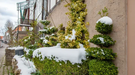 Winterliche Szene mit winterharten Kletterpflanzen an einer Hauswand. Die grün-gelb gefärbten Blätter der Kletterpflanze trotzen der Kälte und sind mit Schnee bedeckt. Daneben stehen formgeschnittene Sträucher, ebenfalls von einer Schneeschicht überzogen, die zeigen, wie robust diese Bepflanzung selbst in frostigen Monaten bleibt.