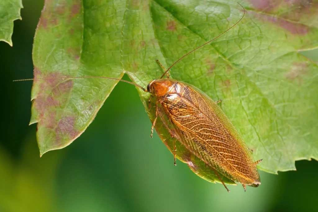 Bernsteinfarbene Holzschabe sitzt auf grünem Blatt