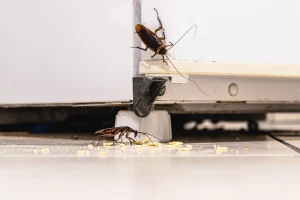 Zwei Kakerlaken an einer weißen Küchenzeile mit Essensresten auf dem Boden