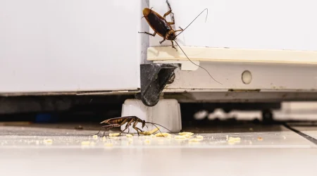 Zwei Kakerlaken an einer weißen Küchenzeile mit Essensresten auf dem Boden