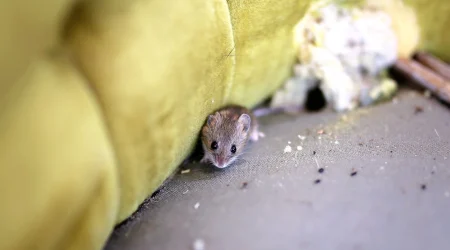 Kleine Maus versteckt sich zwischen Polstern eines grünen Sofas